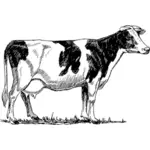 Vaca Holstein de desen vector