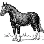 صورة حصان صورة ظلية