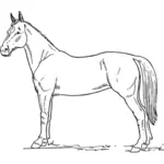 Översiktsritning av stående häst