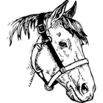 Hästens huvud bild
