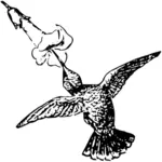 Колибри, кормления на цветок векторное изображение