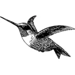 Kolibri zeichnen