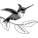 Hummingbird gambar
