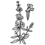 Hyssop flower vector graphics