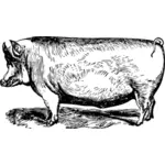 Suffolk porc