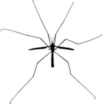 Insekt siluett bild