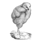 Viktoriansk fågel illustration