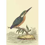 Kingfisher pasăre pe un arbore ramură vectorul imagine