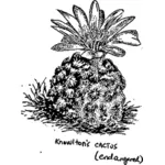 Knowlton's cactus