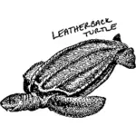 Leather-back turtle
