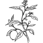 Illustration vectorielle de Lemon tree