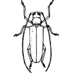 Długie – rogata beetle