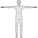 Male wireframe image