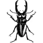 Imagen del escarabajo