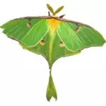 Ilustração de mariposa