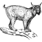 Lynx illüstrasyon