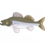サンダー魚ベクトル