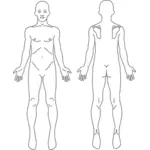 Manliga anatomi bild
