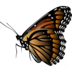 Monarch vlinder vector illustraties