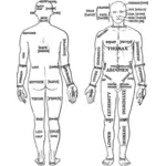 Diagrama de la anatomía humana