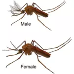 Nyamuk laki-laki dan perempuan