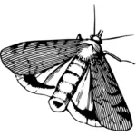 Moth in black and white