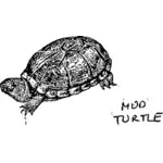 Mud turtle