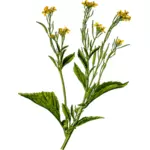 アブラナ科の植物のイメージ