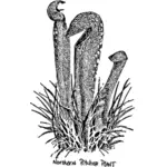 Północnej Dzban roślina rysunek