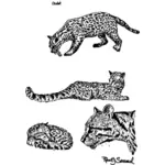 ארבעה חתולי פרא