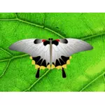 Clipart vectoriels de papillon gris sur une feuille