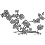 Partridge berry tanaman vektor grafis