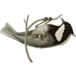 Parus ater pekinensis plukken op een boomtak vectorafbeeldingen