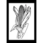 Ilustración vectorial de maíz maduro