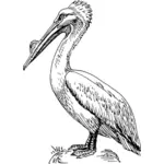 Pelikan ptak wektor clipart