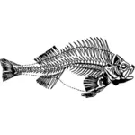 Fish skeleton