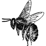 Enthäuten Biene-Vektor-Bild