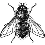 Housefly vector illustration