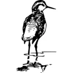 Vektor ilustrasi perempuan phalaorope burung