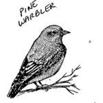 Pino warbler