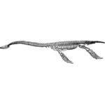 Plesiosaurus skelett