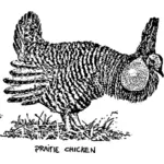Prairie chicken bild