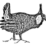 Pollo di prateria di disegno