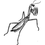 Praying mantis tegning