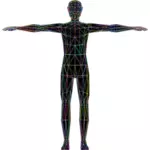 Anatomia humana colorida