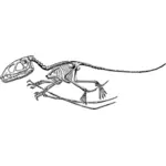 Pterodactyle's skeleton