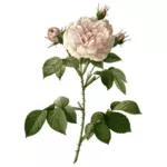 Trandafir rosu sălbatice cu spini
