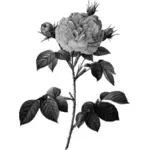 Rose in scala di grigi
