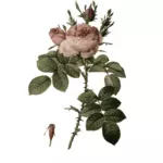 Розовые бутоны и цветы