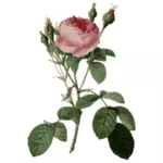 Capullos de rosa y rosas espinosas